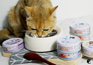 3 Meow-Tastic Benefits of Feeding A Complementary Wet Food